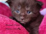 Dodson - Maine Coon Kitten For Sale - Santa Maria, CA, US