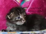 Doria - Maine Coon Kitten For Sale - Santa Maria, CA, US