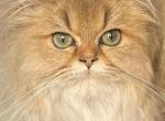 British Longhair Golden Boys - British Shorthair Kitten For Sale - Atlanta, GA, US
