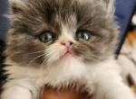Onyx's Persian babies - Persian Kitten For Sale - Yonkers, NY, US