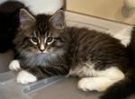 Chewy - Maine Coon Kitten For Sale - San Antonio, TX, US