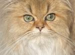 TICA Golden Chinchilla - Persian Kitten For Sale - Atlanta, GA, US