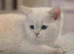 Teddy Boy white w blue eyes - British Shorthair Kitten For Sale - Salisbury, MA, US