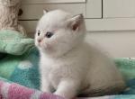 Tinker Girl white with blue eyes - British Shorthair Kitten For Sale - Salisbury, MA, US