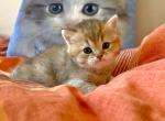 Toffee Girl Golden Shaded - British Shorthair Kitten For Sale - Salisbury, MA, US