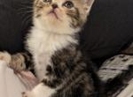 Tigger - Exotic Kitten For Sale - Talco, TX, US