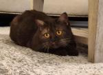 Talia - Scottish Fold Cat For Sale - Nicholasville, KY, US