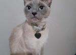 Sapphire - Siamese Kitten For Sale