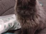 Grayson - Persian Kitten For Sale - Bowie, MD, US