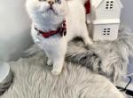 Bruno - British Shorthair Kitten For Sale - Fairfax, VA, US