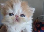 Exotic Shorthair Female White and Red Kitten - Exotic Kitten For Sale - Brooklyn, NY, US