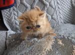 Persian Shorthair Female Red Kitten Three - Persian Kitten For Sale - New York, NY, US