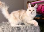 Milana - Maine Coon Kitten For Sale - 