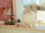Fairy - Ragdoll Cat For Sale - Setauket- East Setauket, NY, US