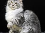 Wink - Maine Coon Kitten For Sale - 