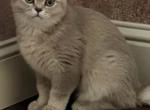 Kitty 2 - British Shorthair Kitten For Sale - Helotes, TX, US