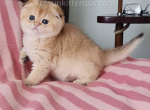 Funtik golden shaded scottish fold baby boy - Scottish Fold Kitten For Sale - CA, US