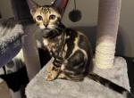 Evee - Bengal Kitten For Sale - Saint Joseph, MO, US