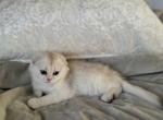 Scottish Fold Kitten - Scottish Fold Kitten For Sale - Bellingham, WA, US