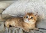 Scottish Kitty - Scottish Straight Kitten For Sale - Bellingham, WA, US