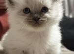 Symba - Ragdoll Kitten For Sale - Lowell, MA, US