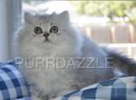 Pepper - Persian Kitten For Sale - Tampa, FL, US