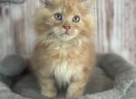 Chalupa - Maine Coon Kitten For Sale - Brighton, CO, US