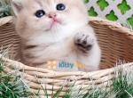 Chanel - British Shorthair Kitten For Sale - Chicago, IL, US