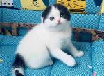 Pandora - Scottish Fold Kitten For Sale - Hollywood, FL, US