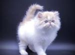 Dandy - Persian Kitten For Sale - Hollywood, FL, US