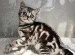 Quinton - British Shorthair Kitten For Sale - Hollywood, FL, US