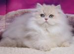 Tender - British Shorthair Kitten For Sale - Hollywood, FL, US