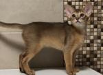 Uslada - Abyssinian Kitten For Sale - Pembroke Pines, FL, US