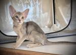 Ultra - Abyssinian Kitten For Sale - Pembroke Pines, FL, US