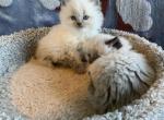 Pure bred Ragdoll Blue Point - Ragdoll Kitten For Sale - East Earl, PA, US