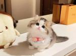 Coco - Munchkin Kitten For Sale - CA, US