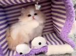 Niko - Munchkin Kitten For Sale - CA, US