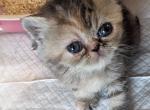 Exotic Shorthair Female Tortoiseshell Kitten - Exotic Kitten For Sale - Brooklyn, NY, US