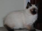 Felix - Ragdoll Kitten For Sale - Shippensburg, PA, US