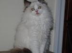 Fritz - Ragdoll Kitten For Sale - Shippensburg, PA, US