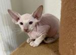 Adela White Brush Coat Peterbald - Peterbald Kitten For Sale - Dallas, TX, US