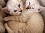 Ginger Litter 1 - Bengal Cat For Sale - Denver, CO, US