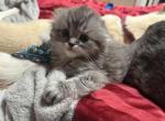 Fluff - Scottish Fold Kitten For Sale - Denver, CO, US