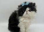 Oliver - Persian Kitten For Sale - Arlington Heights, IL, US