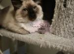 Bruno - Balinese Kitten For Sale - CA, US