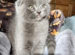 Dunkin - Scottish Fold Kitten For Sale - Estacada, OR, US