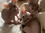 Elf tiny baby girl - Sphynx Kitten For Sale - Massapequa, NY, US