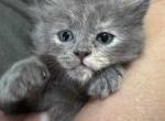 Kimmy - Minuet Kitten For Sale - Clymer, PA, US