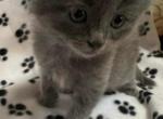 Koda - Minuet Kitten For Sale - Clymer, PA, US