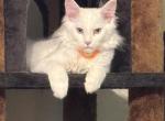 WHITE with BLUE EYES Orange collar - Maine Coon Kitten For Sale - FL, US